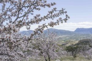 almendras26a.jpg
