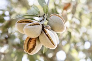 almendras26b.jpg