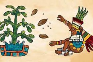 cacao5.jpg