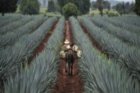 tequila26b.jpg